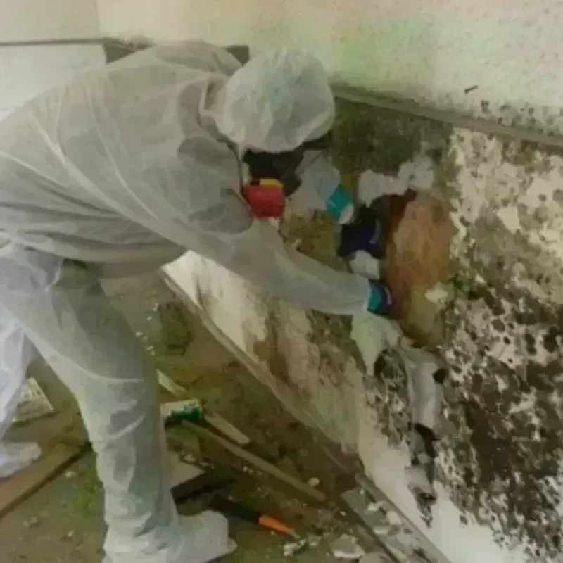 Mold Remediation and Removal in Tower Lake, IL